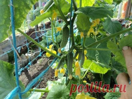 Формировка огурцов