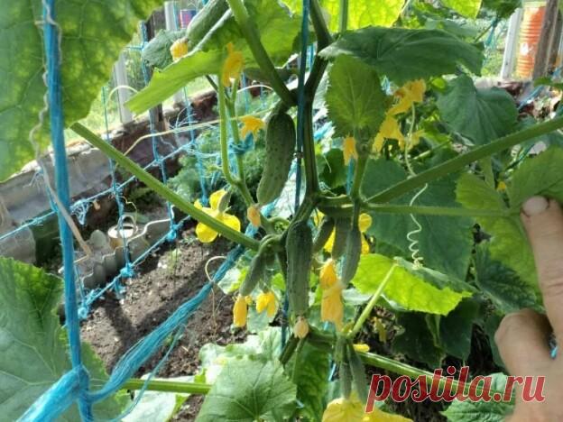 Формировка огурцов