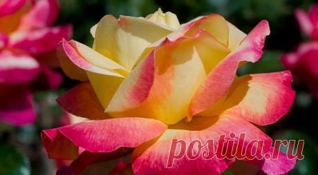 12 лучших двухцветных сортов роз для вашего сада на Supersadovnik.ru