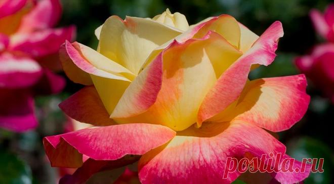 12 лучших двухцветных сортов роз для вашего сада на Supersadovnik.ru