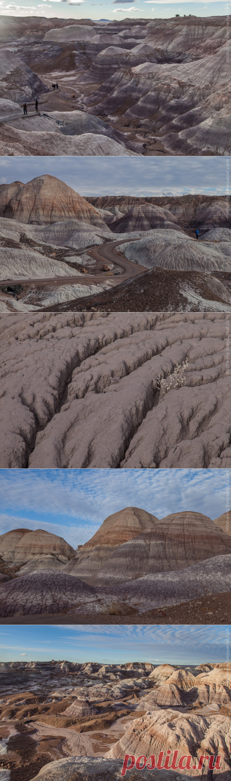 Фотопрогулка по «окаменевшему лесу»