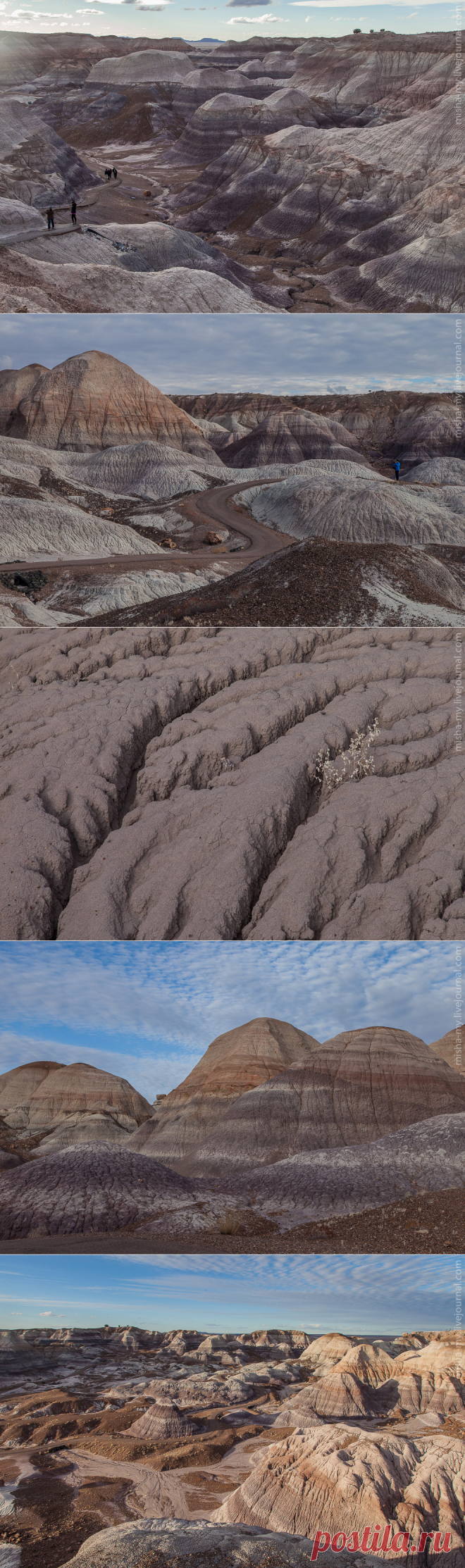 Фотопрогулка по &#171;окаменевшему лесу&#187;