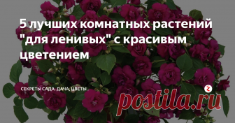 5 лучших комнатных растений 