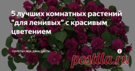 5 лучших комнатных растений "для ленивых" с красивым цветением Комнатные цветы — живые украшения интерьера нашего дома, требующие внимания к себе, создания правильных условий и грамотного ухода по сезонам. Но не у всех из нас есть время много "возиться" на подоконнике. В этой статье — подборка 5 домашних растений, которые при высокой декоративности и красивом цветении требуют минимум усилий.
1. Каланхоэ — "зелёный доктор"
Белый каланхоэ
Ещё пару десятилетий н