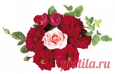 песок морской на прозрачном фоне - Поиск в Google