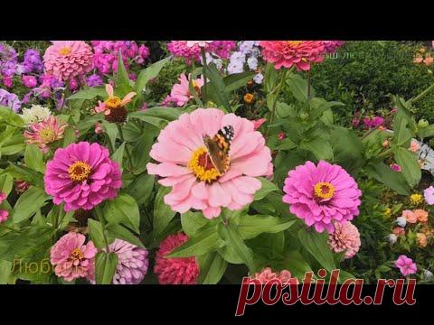 Посмотрите мой ролик.
Так, хочется тепла и ярких цветов!be
Красивая бабочка собирает никтар с цветов цинний!