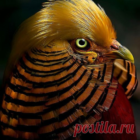GiF WORLD – Animals – Сообщество – Google+