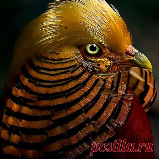 GiF WORLD – Animals – Сообщество – Google+