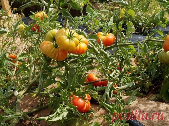 Интересные сорта помидоров «с историей», которые я выращивала. Фото — Ботаничка.ru