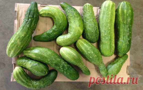 Почему огурчики на грядке некрасивые?