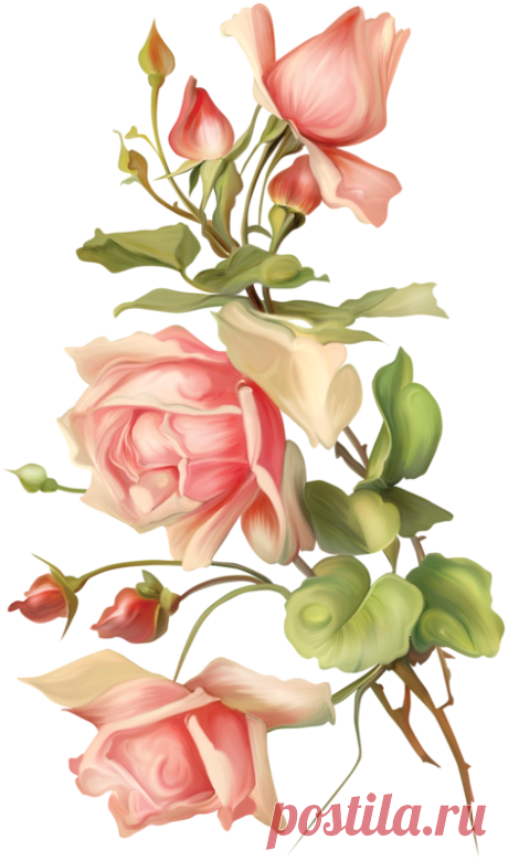 клипарт « декор цветочный» png