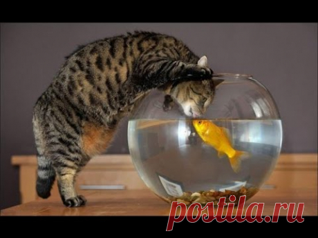 Смешные кошки :)  Часть 220 Котэ VS Аквариум:))