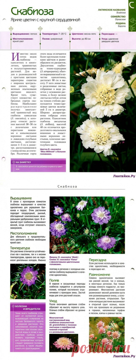 Скабиоза * Переделки.РуПеределки.Ру