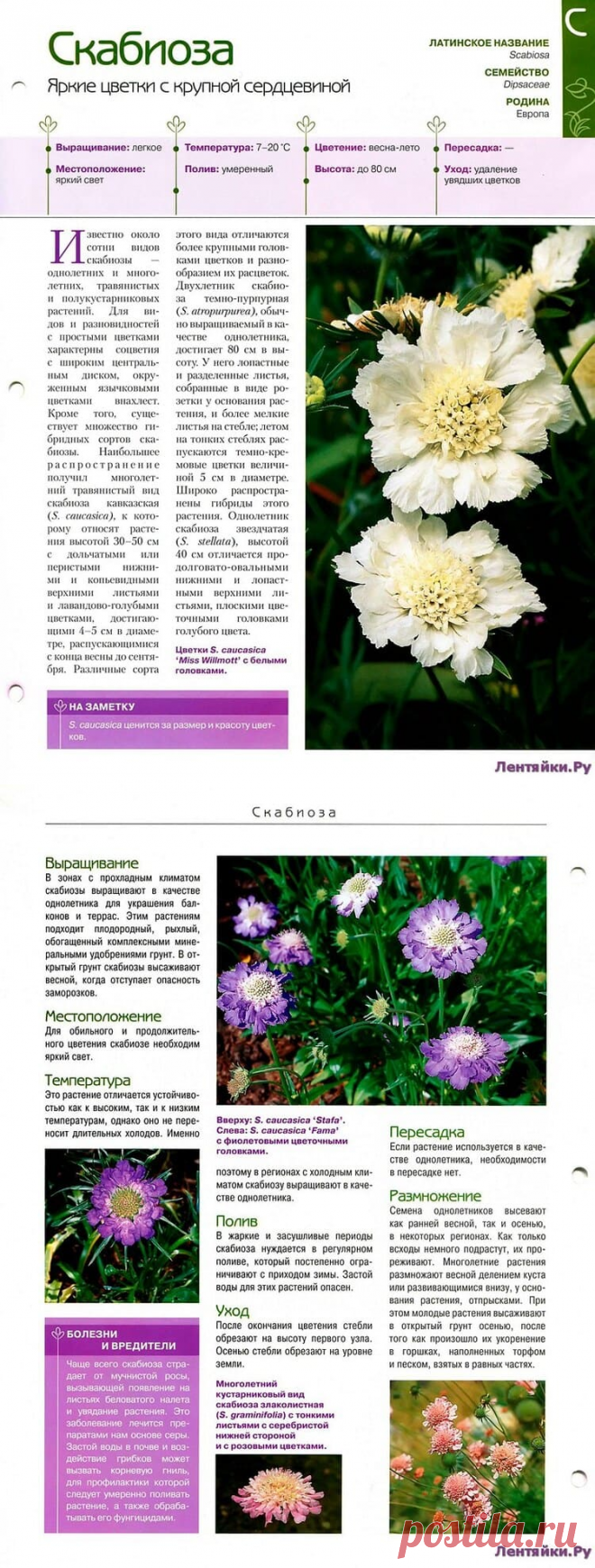 Скабиоза * Переделки.РуПеределки.Ру