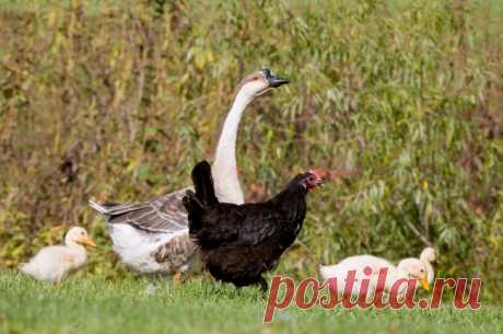 16 животных, которые знают, что такое настоящая взаимовыручка