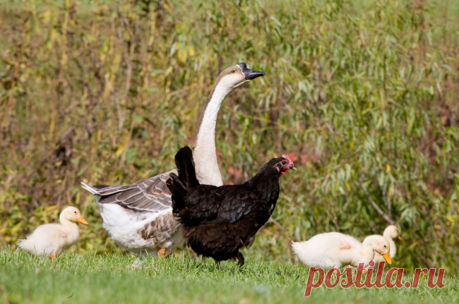 16 животных, которые знают, что такое настоящая взаимовыручка