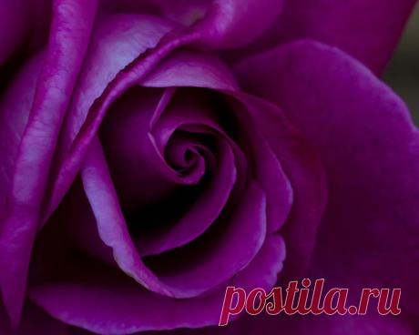 Письмо «сообщение Schamada : Очаровательные розы фотографа Jack o' Lantern (21:50 12-05-2014) [3907317/324332725]» — Schamada — Яндекс.Почта