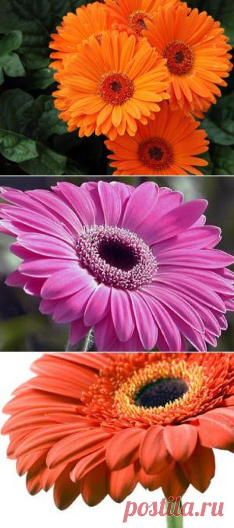 Уход за Герберой в домашних условиях: полив, пересадка, размножение, подкормка Герберы. Хитрости цветения Герберы