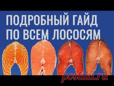 Гайд по лососям. Как выбирать, как солить, как выжать из рыбы всё.