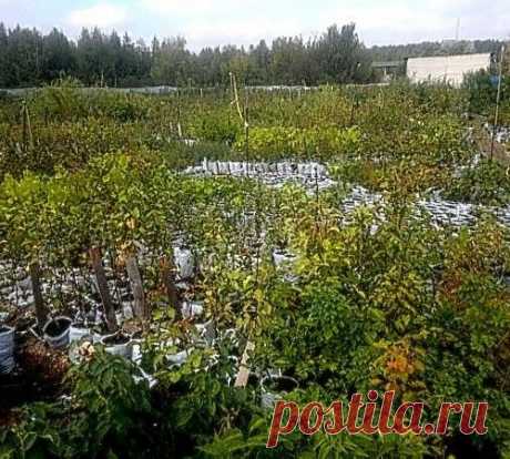 Общие рекомендации по выбору саженца и посадке плодовых деревьев.