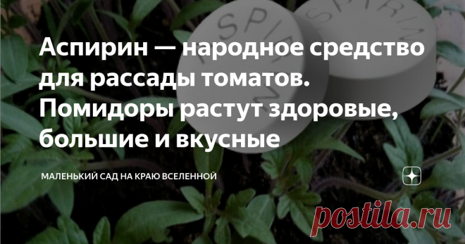 Аспирин — народное средство для рассады томатов. Помидоры растут здоровые, большие и вкусные Готовим аспириновый спрей для внекорневой подкормки помидоров.