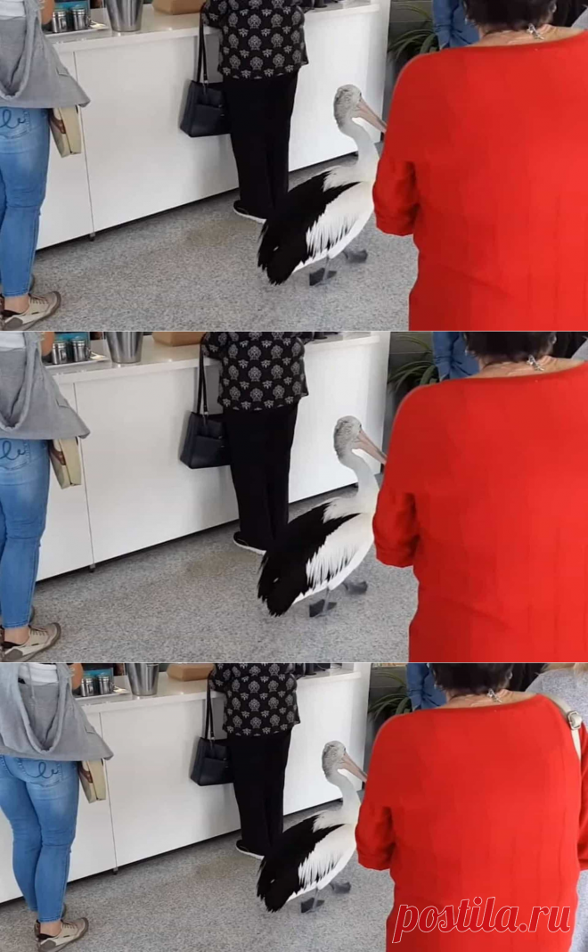 Pelicano entra em restaurante na Austrália e põe-se na fila. Ora veja