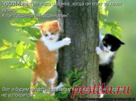 Адреналин))) | KotoMail.ru