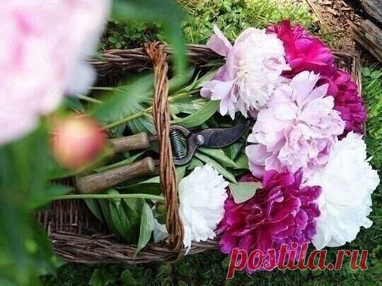 #СадоводствоЦветоводствоАрки

 Удобряем пионы на раз, два, три!

1. При появлении первых ростков подливаем к корням раствор аммиачной селитры (15г на 10л воды).

2. Когда бутоны только начнут цвести вносим к корням 10г суперфосфата, 6г калийной соли, 8г аммиачной селитры. Повторить тоже самое во время цветения.

3. Когда пионы полностью отцветут внесите 10г суперфосфата и 6г калийной соли.