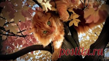 Неслучайные совпадения - OGADANIE.RU