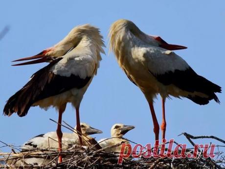 Белый аист: Казнь за слабость! Спартанское воспитание в гнёздах | Рекомендательная система Пульс Mail.ru