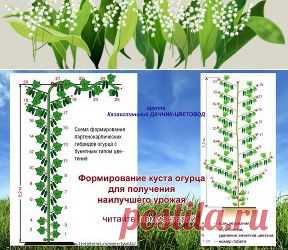 формирование огурцов