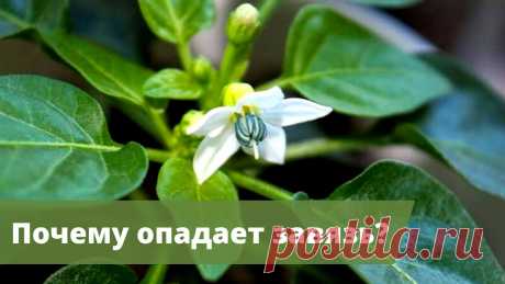 ОПЕРАЦИЯ "СПАСЕНИЕ" | Почему опадают бутоны и завязи у перцев? Добрый день, дорогие зрители канала "Садовый мир"! Сегодня мы поговорим о том, почему у перцев опадают завязи, цветы или бутоны. Вы узнаете причины опадания ...