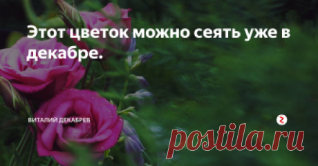 Этот цветок можно сеять уже в декабре. Эустомы я начал выращивать относительно недавно, и вся моя семья буквально влюбилась в эти цветы. Теперь требуют рассаду.
