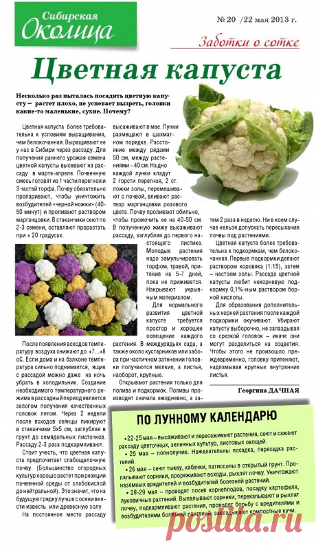 Цветная капуста