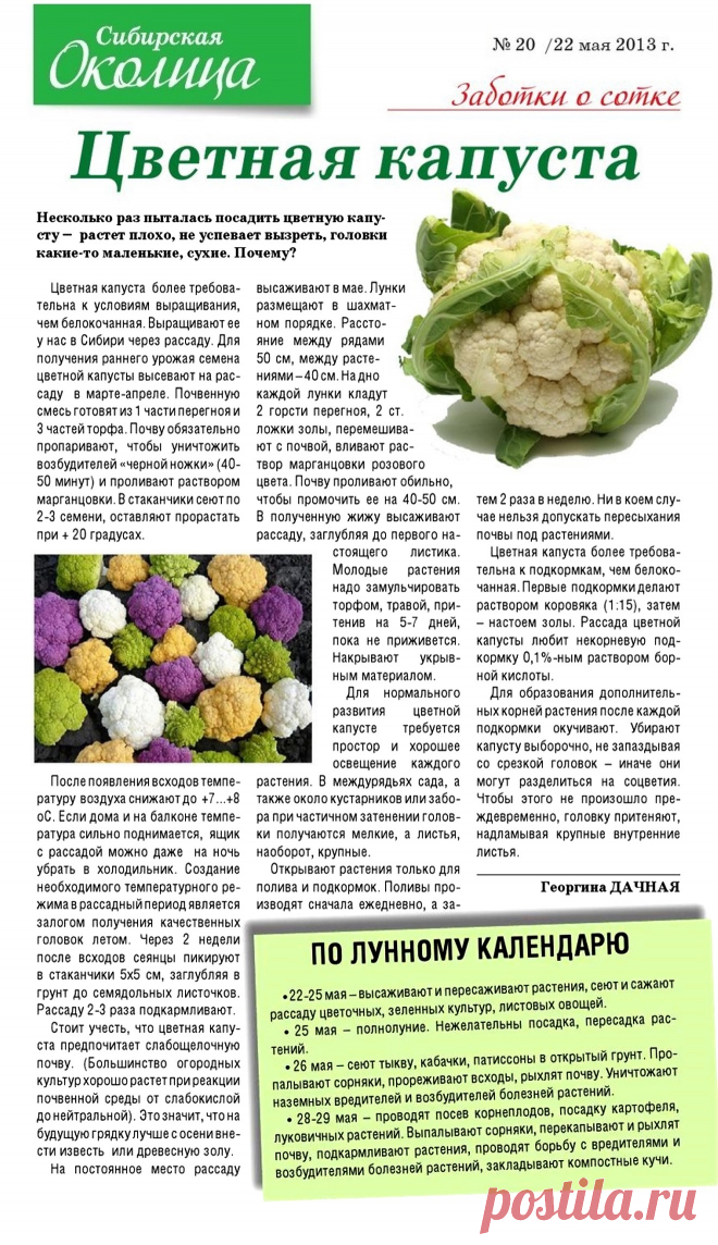 Цветная капуста