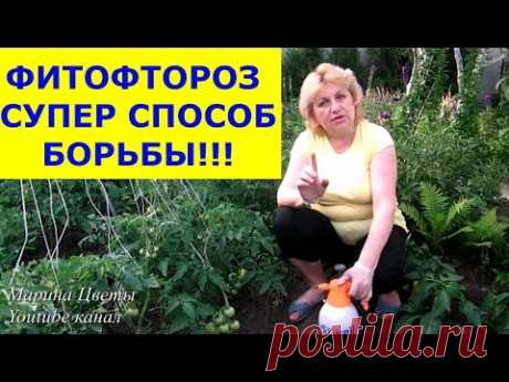 ФИТОФТОРОЗ - Эпидемия началась! Обрабатываем вместе со мной помидоры, огурцы от фитофторы!