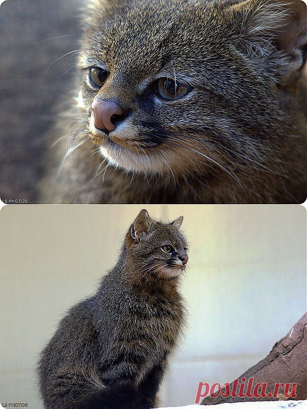 Пампасская кошка (лат. Leopardus pajeros)