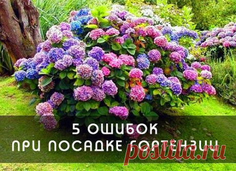 Гортензия в  горшке
