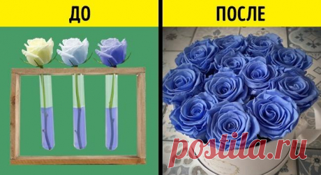 9 хитростей, с помощью которых нас обманывают в цветочных магазинах К сожалению, мы не так уж и часто покупаем живые цветы. Просто так, чтобы просто порадовать себя любимыми ароматами и насладиться их видом. И очень жаль, когда вот-вот купленный букет вянет на глазах....
