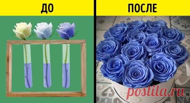 9 хитростей, с помощью которых нас обманывают в цветочных магазинах К сожалению, мы не так уж и часто покупаем живые цветы. Просто так, чтобы просто порадовать себя любимыми ароматами и насладиться их видом. И очень жаль, когда вот-вот купленный букет вянет на глазах....