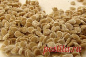 Выращивание рассады томатов по методу Терехиных