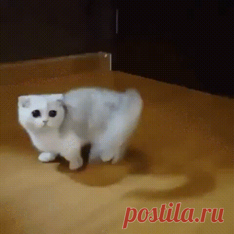 Вот это глазища