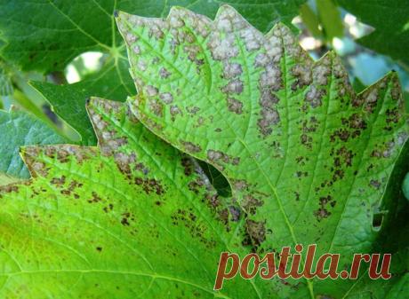 Несмотря на то, что трудами селекционеров культурные растения менее подвержены болезням, им всё равно наносится значительный ущерб. Причины заболеваний могут быть различные: неблагоприятные погодные условия, повреждения разносчиками, ошибки при культивации, физиологические отклонения, ослабленный иммунитет и многие другие. Поэтому важно различать основные болезни и знать какие меры необходимо применять в случае возникновения основных симптомов.