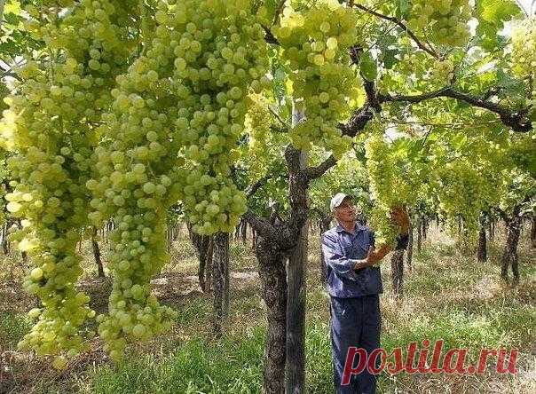 Виноградный лес