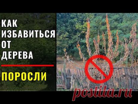 Как избавится от любого дерева и его поросли.