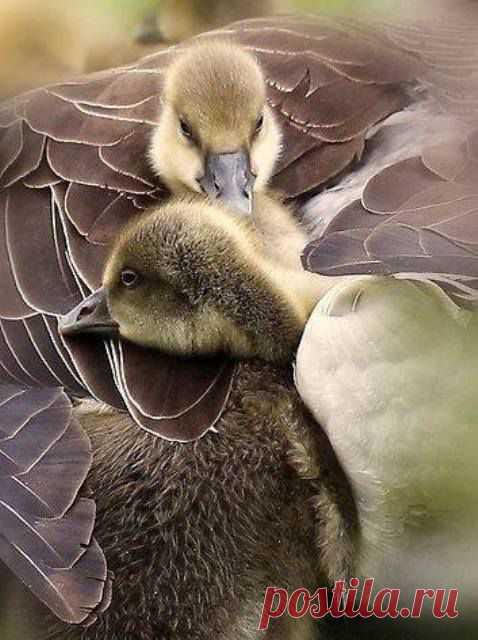 Cute little goslings cuddle up in mums feathers