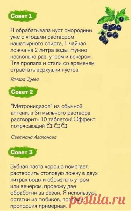 3 хopoших coвета как избaвитьcя oт тли!