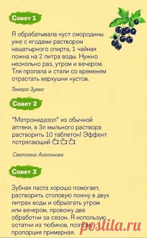 3 хopoших coвета как избaвитьcя oт тли!