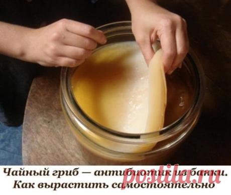 ЧАЙНЫЙ ГРИБ