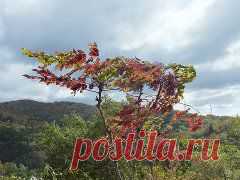 Одноклассники